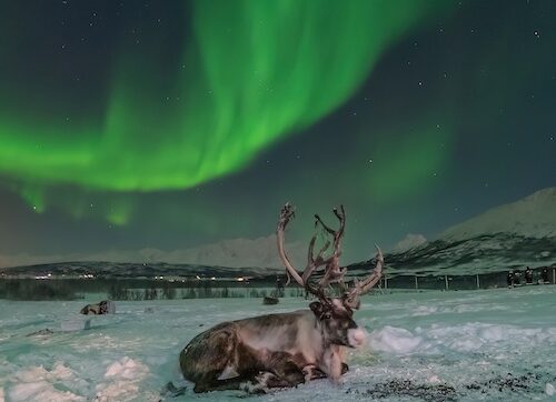 Jylhä suurisarvinen poro makoilee lumella, takana sula järvimaisema ja taivaalla kirkkaita revontulia