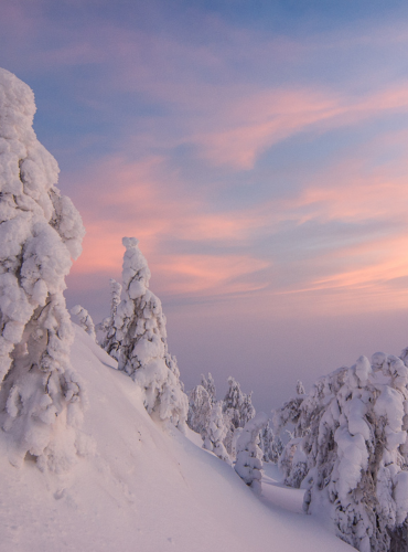 Useita lumen peittämiä kuusia rinteessä, taustalla vaaleanpunainen ja vaaleansininen iltataivas
