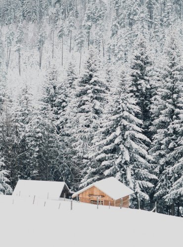 lumisia kuusi puita lumisessa rinteessä